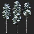 Snow Covered Tall Arbor Trees Standing With Green Branches Against Black Background