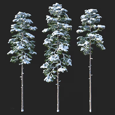 Snow Covered Tall Arbor Trees Standing With Green Branches Against Black Background 3d model