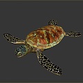 small turtle green turtle big turtle black turtle pacific turtle flat-backed turtle turtle turtle turtle turtle turtle 3d model