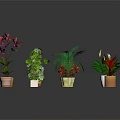 Various Potted Green Plants With Different Leaf Colors And Flower Pots