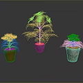 Three Green Potted Plants With Slender Leaves In Colorful Pots For Indoor Decor
