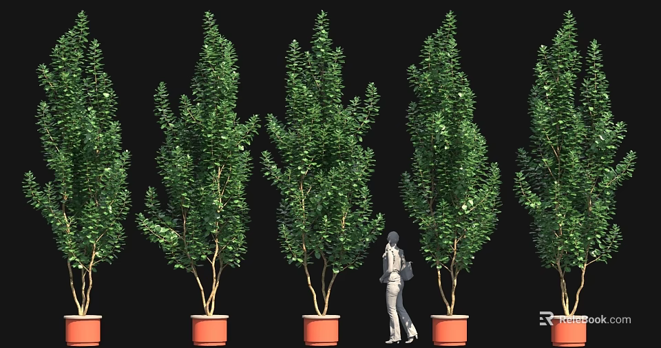 Tall Leafy Potted Green Plants With Person Standing Among Them 3d model 