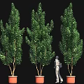 Tall Leafy Potted Green Plants With Person Standing Among Them