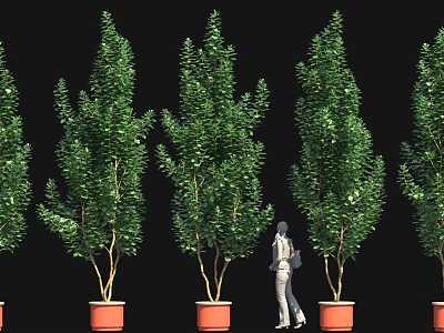 Tall Leafy Potted Green Plants With Person Standing Among Them 3d model