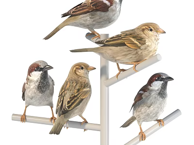 Group of sparrows perched on metal stands showing varied perching positions 3d model