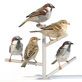 Group of sparrows perched on metal stands showing varied perching positions