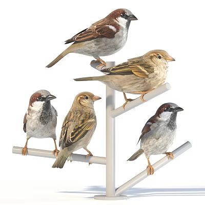 Group of sparrows perched on metal stands showing varied perching positions 3d model