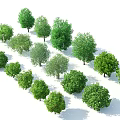 Various Green Trees With Lush Foliage And Diverse Shapes On White Background