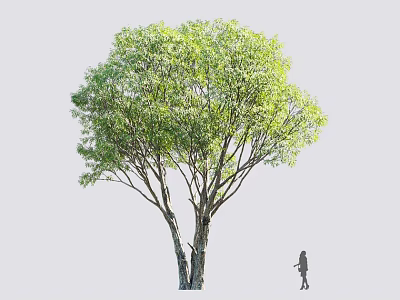 Tall Arbor Tree With Lush Green Foliage And Thick Trunk Near Human Silhouette 3d model