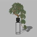 Bonsai Plant With Curved Trunk And Lush Green Leaves In Black Pot On Stand
