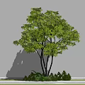 Natural Tall Tree With Green Foliage Multiple Trunks And Surrounding Small Plants