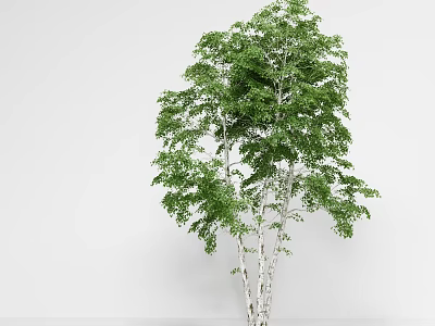 Tall Birch Tree With White Trunk And Lush Green Leaves In Natural Scene 3d model
