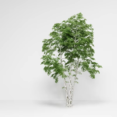 Tall Birch Tree With White Trunk And Lush Green Leaves In Natural Scene 3d model
