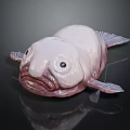 Strange White Fish With Large Eyes Bulging Mouth Rounded Body On Black Background And Reflection