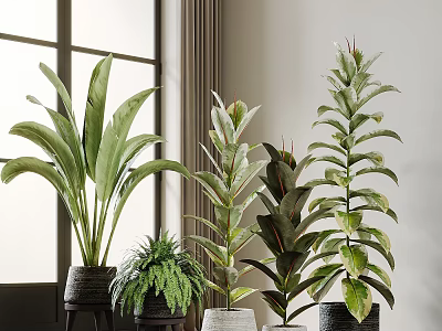Indoor Potted Bonsai Plants With Various Green Leaves And Stylish Pots 3d model
