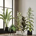 Indoor Potted Bonsai Plants With Various Green Leaves And Stylish Pots
