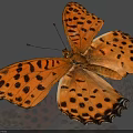 Vibrant Yellow Butterfly with Black Spots and Distinct Patterns on Spread Wings 3d model