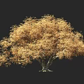 Large Solitary Tree With Golden Foliage Standing Against Dark Background And Small Human Figure For Scale