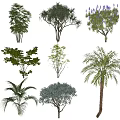 Various Arbor Trees with Diverse Foliage Shapes and Heights for Landscaping