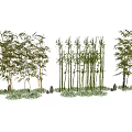 Tall Green Bamboo Plants In Lush Outdoor Landscape With Grass And Natural Stones