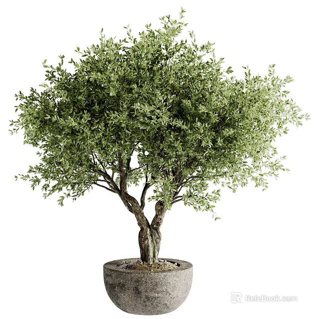 Bonsai Olive Tree Potted Plant with Lush Green Leaves and Twisted Trunk for Indoor Decor 3d model 