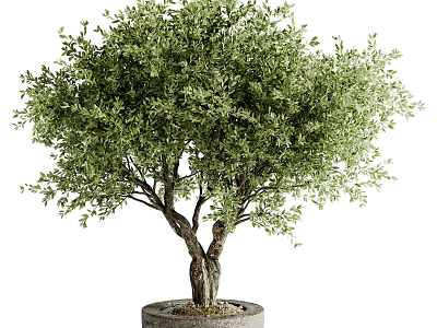 Bonsai Olive Tree Potted Plant with Lush Green Leaves and Twisted Trunk for Indoor Decor 3d model