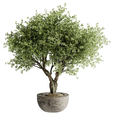 Bonsai Olive Tree Potted Plant with Lush Green Leaves and Twisted Trunk for Indoor Decor 3d model
