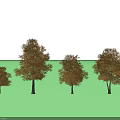 Four Trees of Various Sizes Displaying Golden Yellow Leaves Against White Background