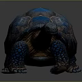 Turtle Cartoon Turtle Snapping Turtle Chickbill Turtle Reptile Cold Blooded Animal Reptile Class 3d model