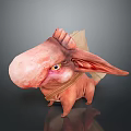 Pinkish Orange Cartoon Fantasy Game and Movie Character With Large Nose Long Ears Yellow Eyes