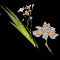 White Garden Plant With Yellow Purple Spots And Long Green Leaves