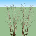 Several Bare Trees With Leafless Slender Branches Against White Background