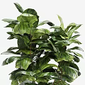 Indoor Bonsai Plant With Lush Green Broad Leaves In Woven Basket Pot