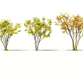 Cluster Red Maple Tree Sycamore Tree Acer maple Autumn Maple Leaf Garden Landscape Tree Street Tree Chinese Style National Style Ancient Tree 3d model