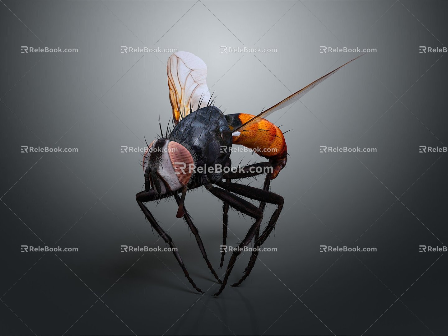 Modern fly insect cartoon fly fly animation fly 3d model