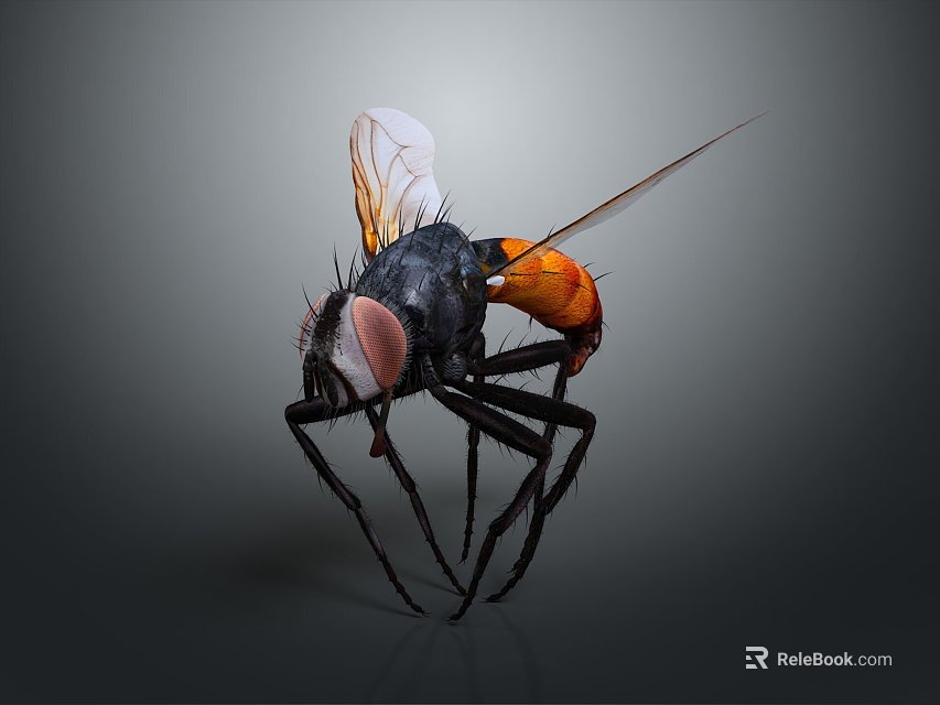 Close Up Of Common Fly With Black Body Orange Abdomen Transparent Wings And Large Eyes 3d model 
