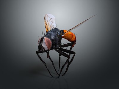 Modern fly insect cartoon fly animation fly 3d model