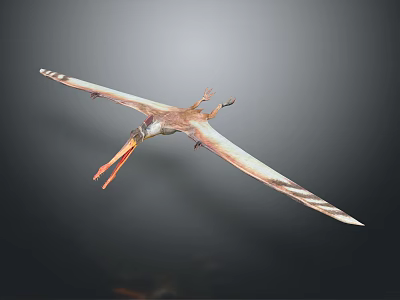 Flying Pterosaur With Long Orange Beak And White Striped Wings In Flight 3d model