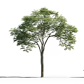 Tree with Green Leaves and Straight Trunk Near Walking Person on White Background