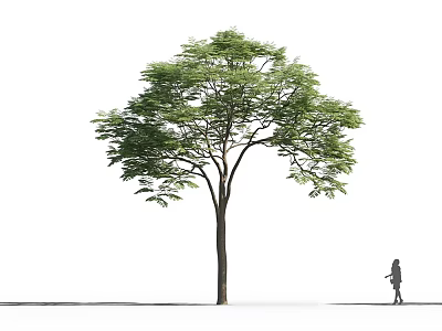 Tree with Green Leaves and Straight Trunk Near Walking Person on White Background 3d model
