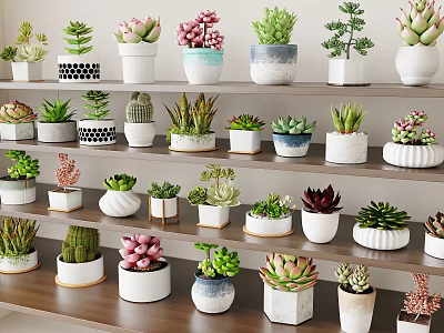 Colorful Succulent Plants in Various Ceramic Pots on Wooden Shelves for Indoor Decoration 3d model