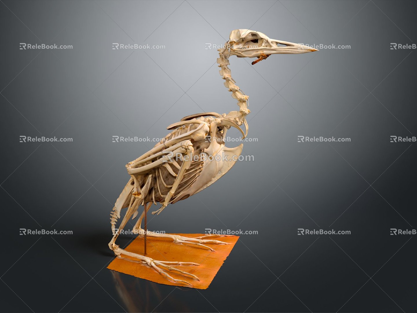 Modern Skeleton Moonbird Skeleton Cormorant Cormorant Skeleton 3d model