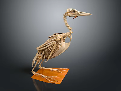 Detailed Bird Skeleton Anatomical Medical Device Model for Educational Teaching Study Tool 3d model