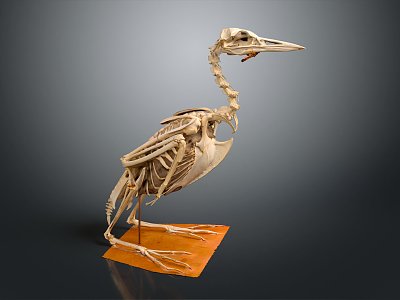 Modern Skeleton Moonbird Skeleton Cormorant Skeleton 3d model