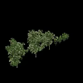 Himalayan Ash Trees Fraxinus Griffithii With Lush Green Foliage And Natural Growth