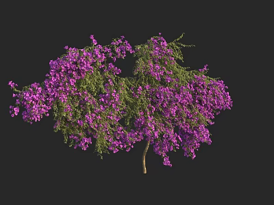 Vibrant Purple Flowering Tree with Lush Green Foliage Against Black Background 3d model