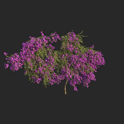 Vibrant Purple Flowering Tree with Lush Green Foliage Against Black Background 3d model