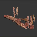 Variety Of Fresh Raw Meat Pieces Including Different Cuts Chunks And Slices