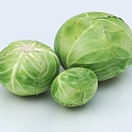 Cabbage 3d model