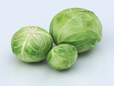 Cabbage 3d model